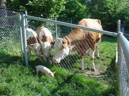 Kuh mit Kälber und jungem Säuli