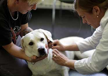 Hund in Behandlung